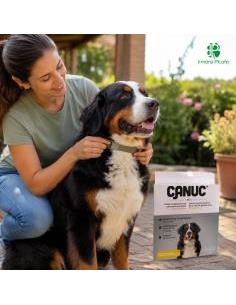 Collar Canuc Perro Grande 2 Unidades | Irmáns Picaño 2