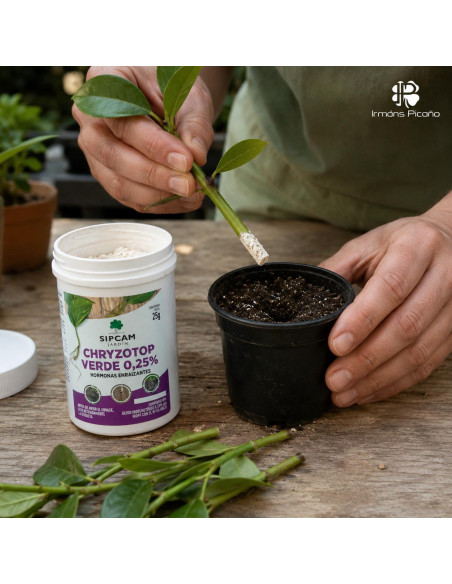 Hormona Enraizante Chryzotop 25 g | Irmáns Picaño